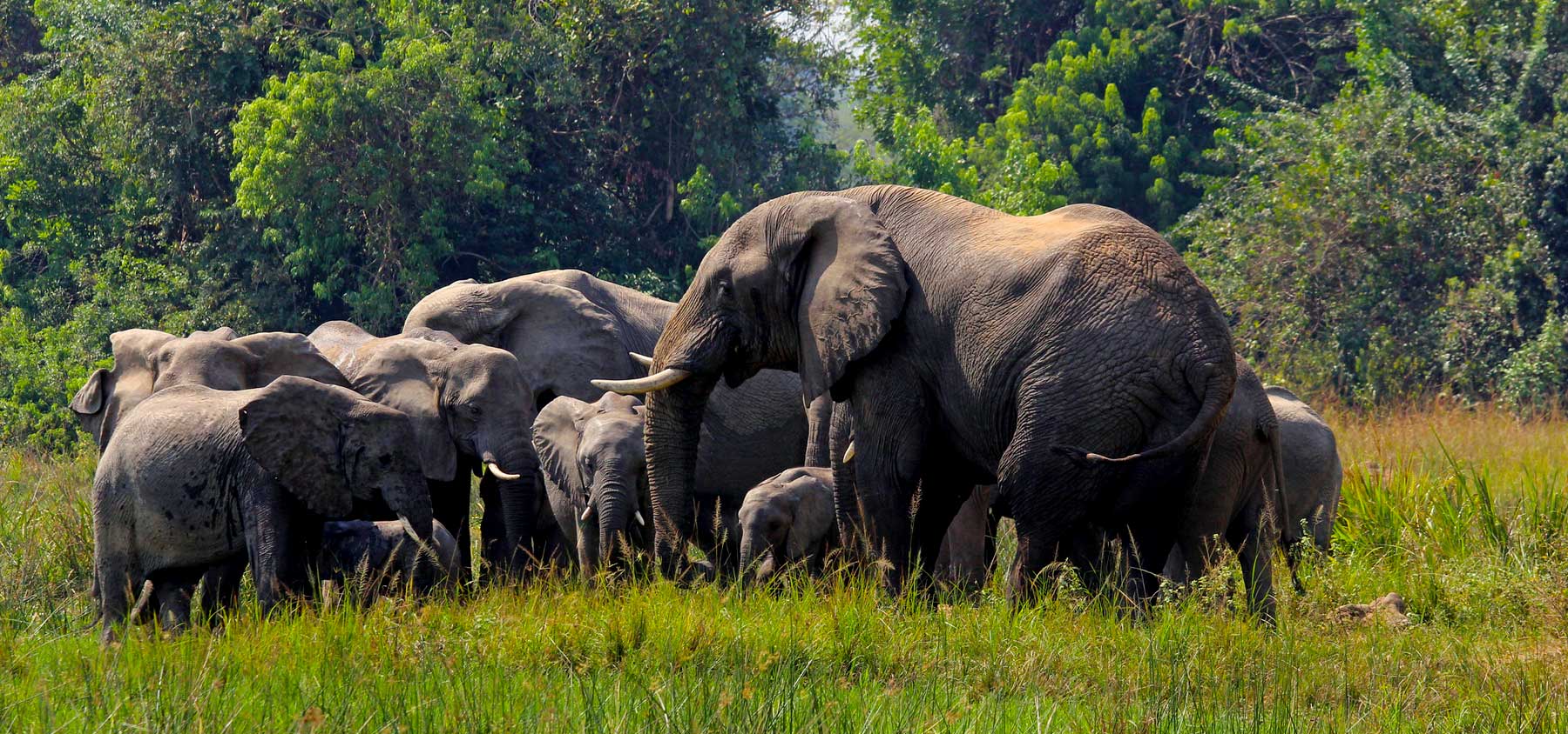 elephants-in-uganda-game-parks