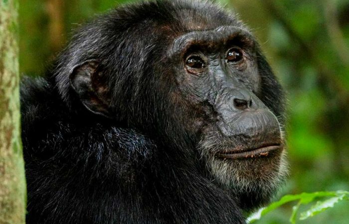 10-days-uganda-primates-wildlife-safari