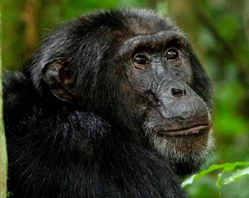 10-days-uganda-primates-wildlife-safari