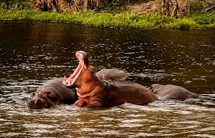 12-days-best-of-uganda-wildlife-safari