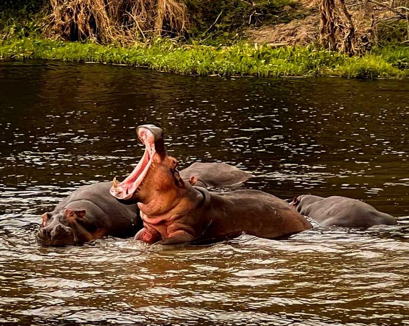 12-days-best-of-uganda-wildlife-safari