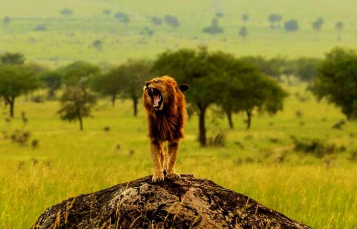 3-days-kidepo-valley-flying-wildlife-safari