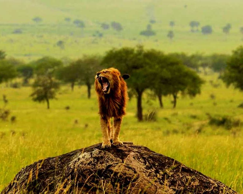 3-days-kidepo-valley-flying-wildlife-safari