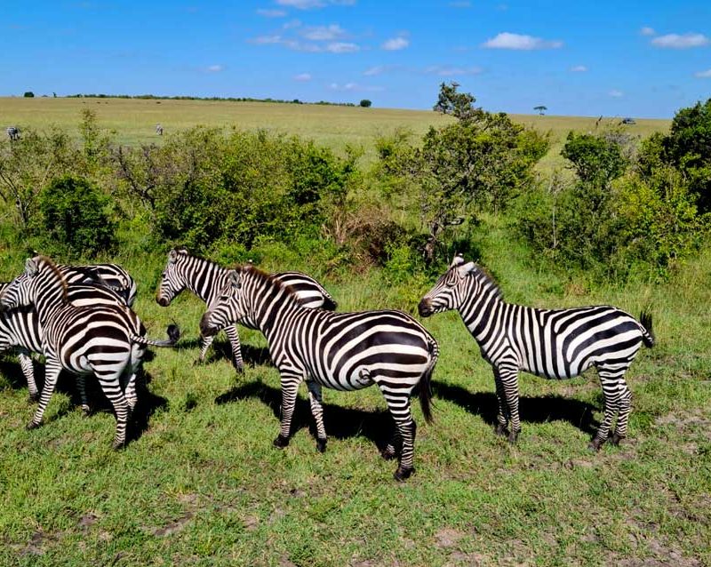 3-days-lake-mburo-wildlife-safari