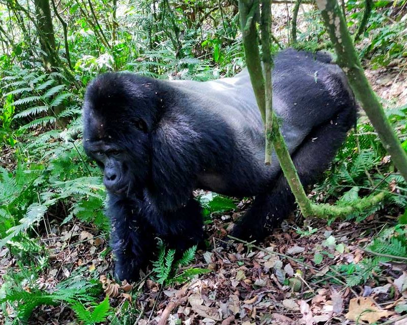 4-days-double-gorilla-trekking-flying-safari