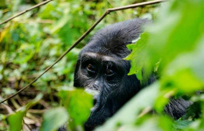 4-days-gorilla-habituation-lake-bunyonyi