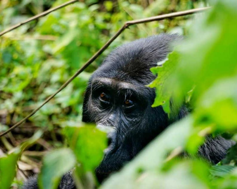 4-days-gorilla-habituation-lake-bunyonyi