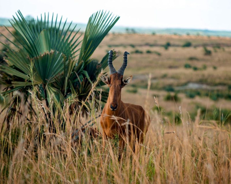 4-days-murchison-falls-wildlife-safari