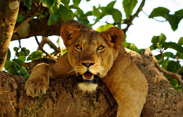 4-days-queen-elizabeth-wildlife-safari