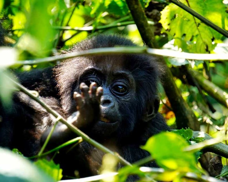 5-days-big-4-and-gorilla-trekking-safari