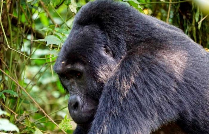 5-days-gorillas-chimpanzees-wildlife-safari