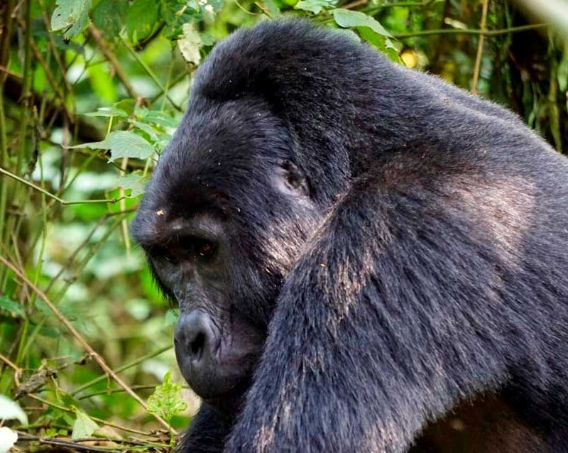 5-days-gorillas-chimpanzees-wildlife-safari
