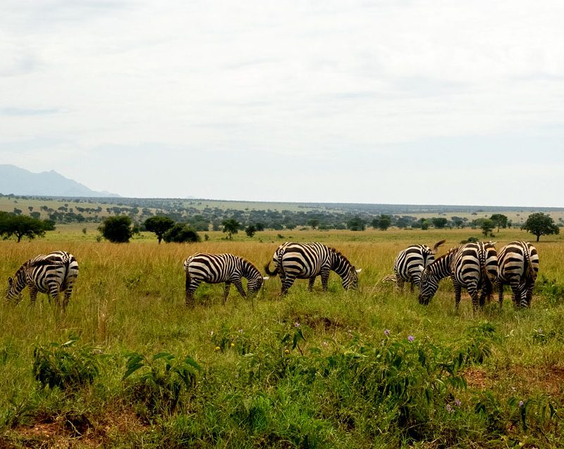 6-days-kidepo-murchison-falls