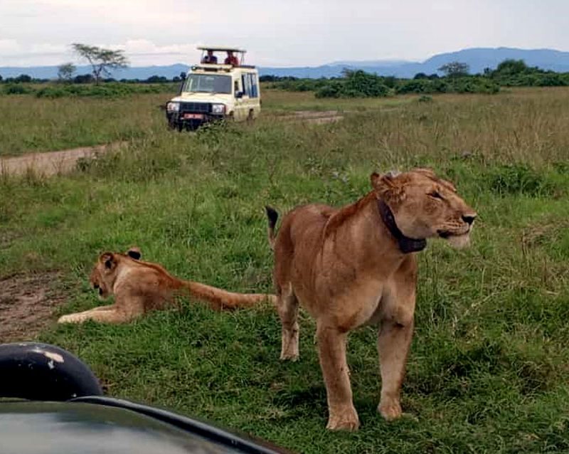 6-days-murchison-falls-and-queen-elizabeth