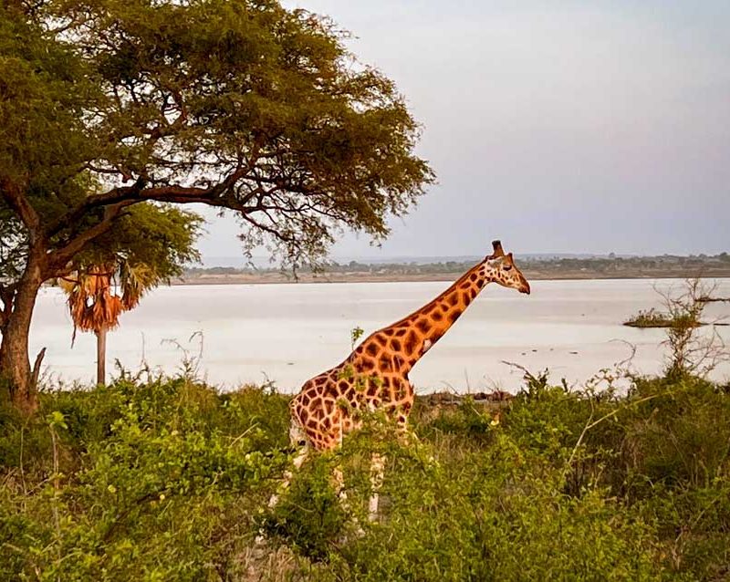 6-days-murchison-falls-lake-mburo-safari