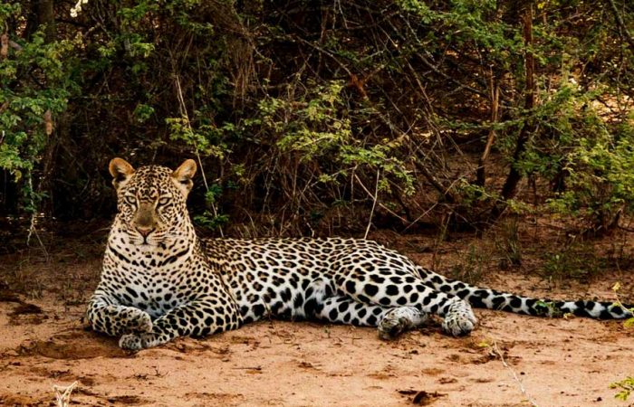 6-days-uganda-wildlife-safari