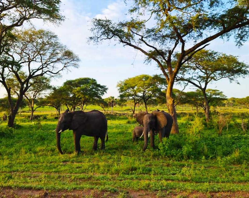 7-days-uganda-gorilla-big-5-wildlife-safari