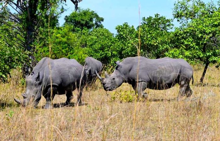 8-days-uganda-primates-wildlife-safari