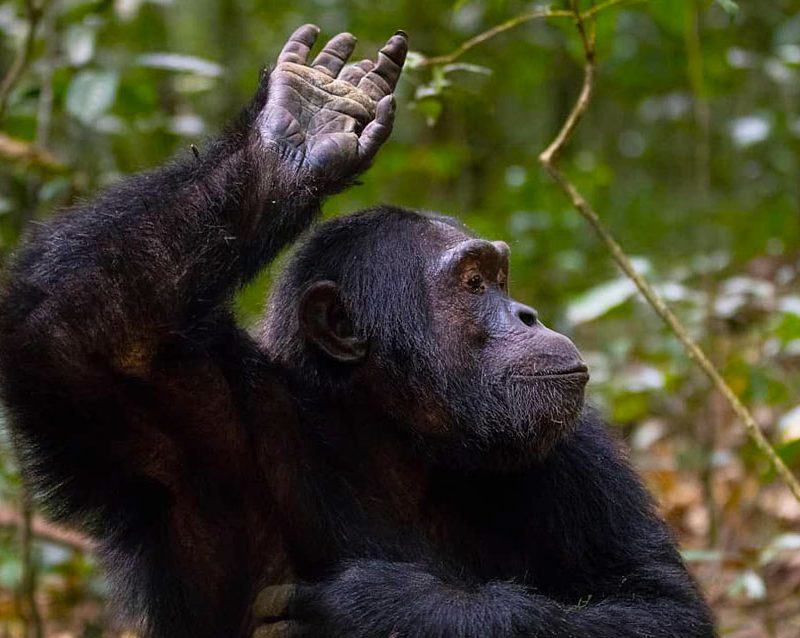 2-days-kibale-chimpanzee-tracking-safari