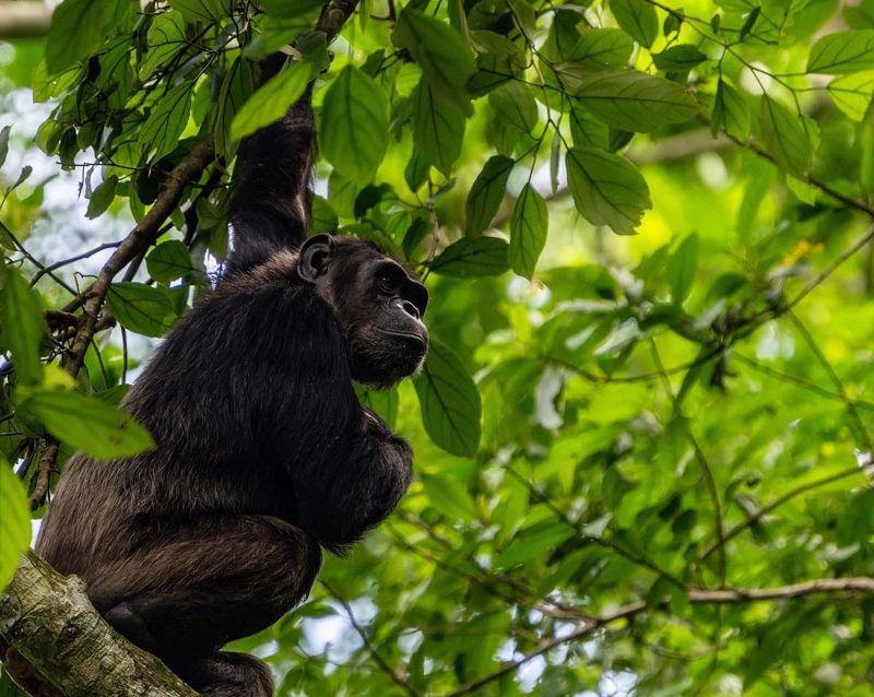 2-days-nyungwe-forest-tour