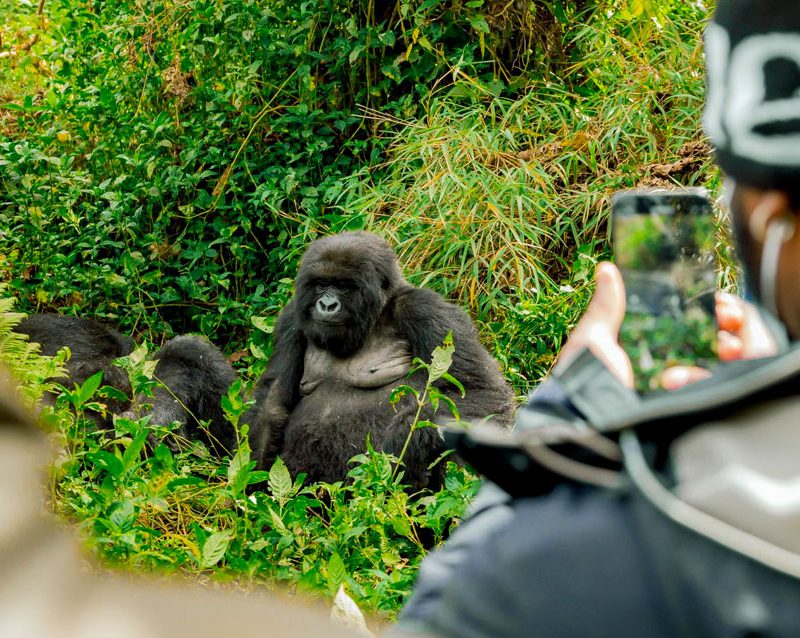 2-days-volcanoes-gorilla-trekking-safari