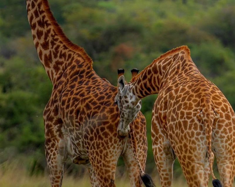 3-days-akagera-national-park-wildlife-safari