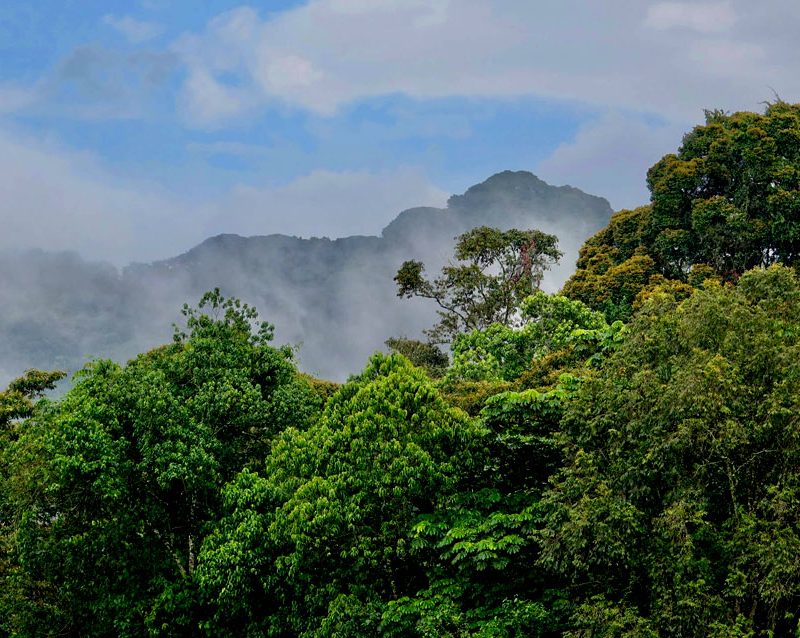 3-days-nyungwe-forest-wildlife-adventure