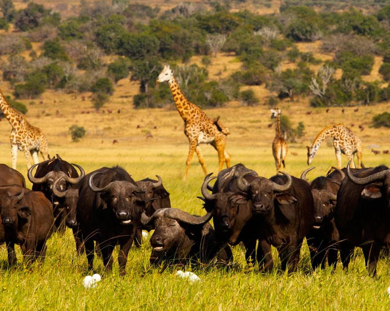10-days-rwanda-uganda-wildlife-safari