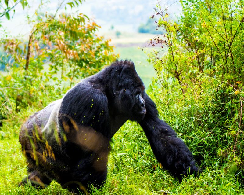 12-days-uganda-wildlife-gorilla-safari