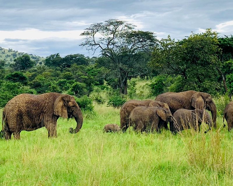 14-days-rwanda-uganda-wildlife-adventure