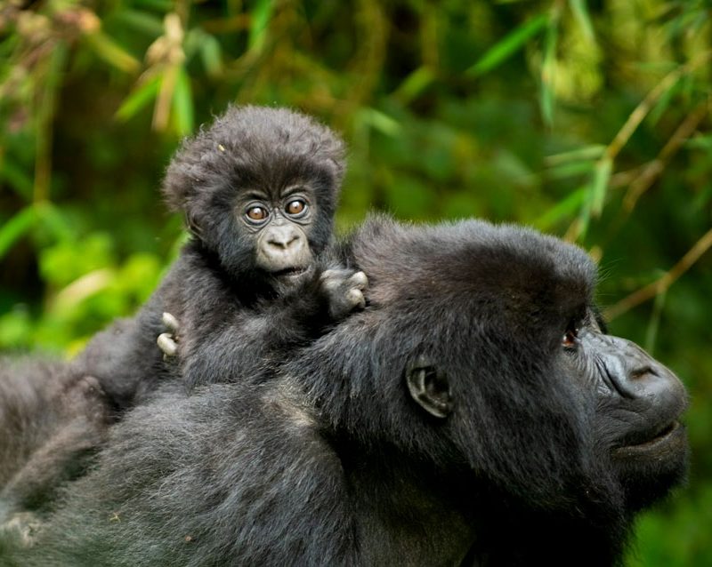 3-days-rwanda-double-gorilla-trekking