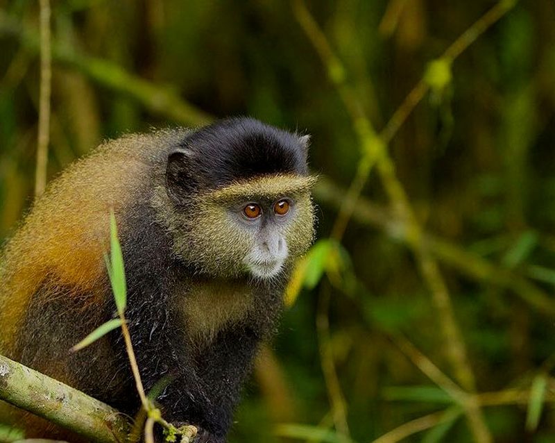 3-days-rwanda-gorilla-golden-monkey-adventure