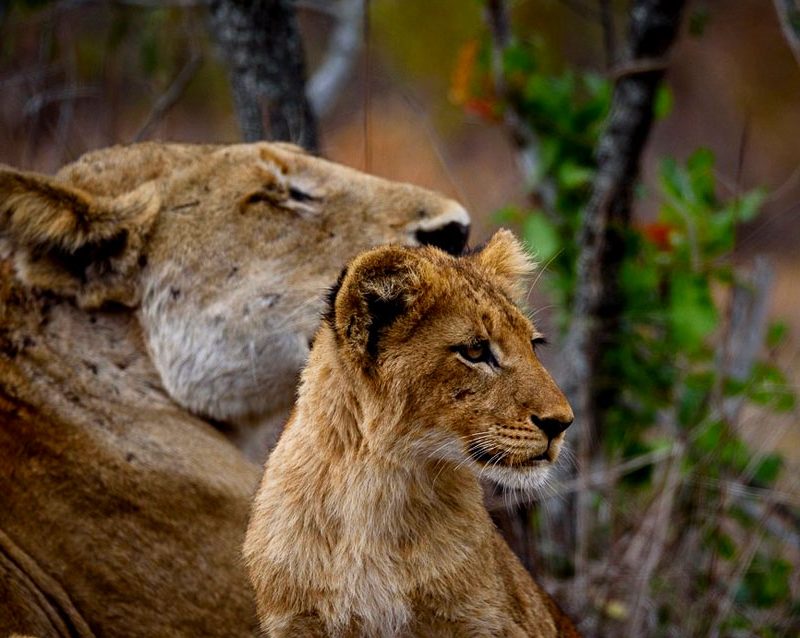 5-days-uganda-gorillas-lion-tracking-safari