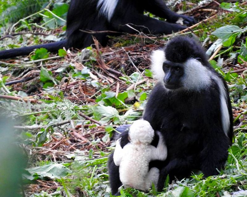 6-days-rwanda-primate-adventure-safari